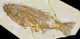 Bargain, Fossil Fish (Mioplosus) - Green River Formation #119451-1